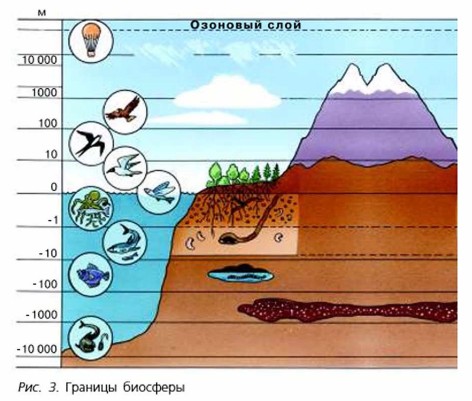 Доклад: Значение биологии